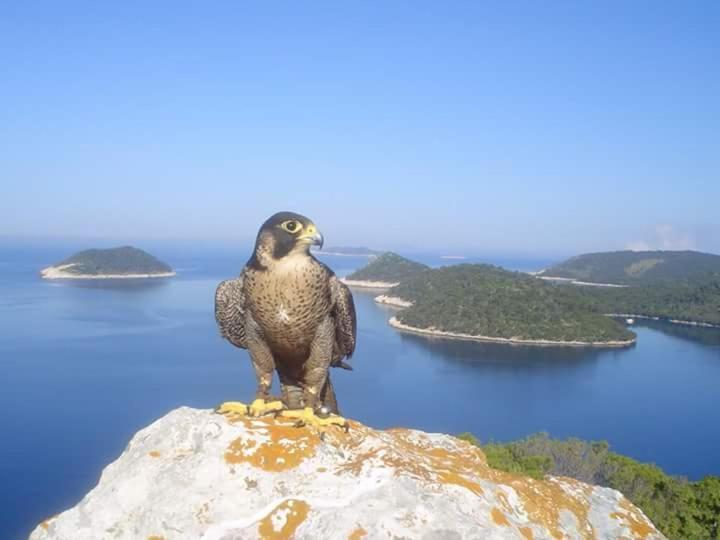 Dragovoda Bay Uble Buitenkant foto